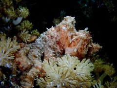 Callistoctopus luteus