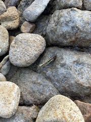 Aiolopus thalassinus tamulus