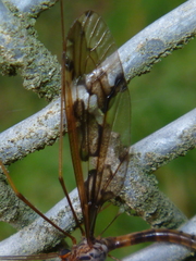 Leptotarsus binotatus