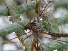 Leptotarsus binotatus