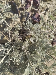 Artemisia alpina