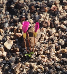 Oxalis eckloniana-nidulans