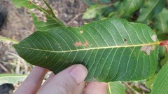 Canarium australianum