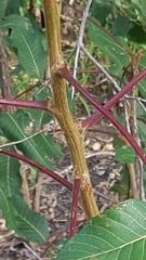 Canarium australianum