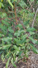 Canarium australianum