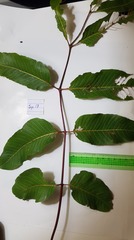 Canarium australianum