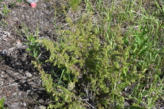 Juniperus communis saxatilis