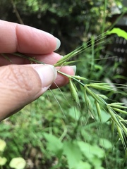 Elymus californicus