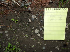 Moschus moschiferus