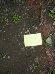 Moschus moschiferus