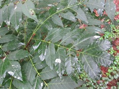 Picrasma quassioides