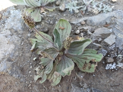 Plantago camtschatica