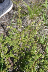 Juniperus communis saxatilis