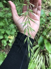 Elymus californicus