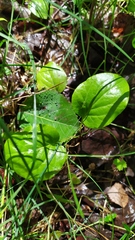 Pyrola rotundifolia