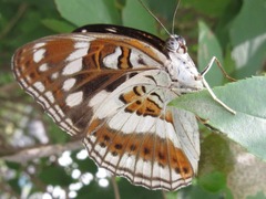Limenitis sydyi
