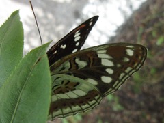 Limenitis sydyi