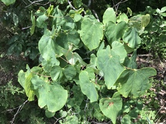 Cercis canadensis canadensis