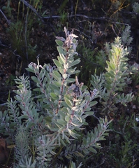 Leucadendron daphnoides