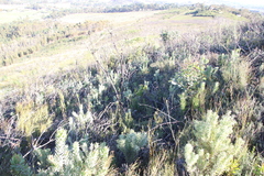 Leucadendron daphnoides