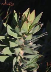 Leucadendron daphnoides