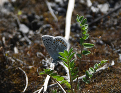 Polyommatus kamtshadalis
