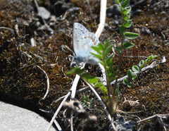 Polyommatus kamtshadalis