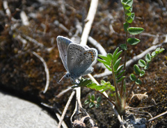 Polyommatus kamtshadalis