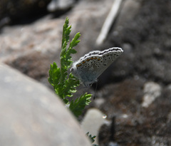 Polyommatus kamtshadalis