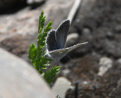 Polyommatus kamtshadalis