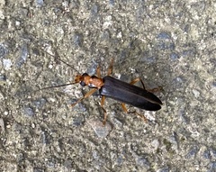 Nacerdes carniolica
