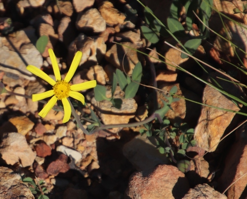 Image of Othonna pinnata by (c) Tony Rebelo, some rights reserved (CC BY-SA)