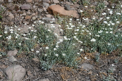 Stellaria fischeriana