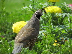 Callipepla californica