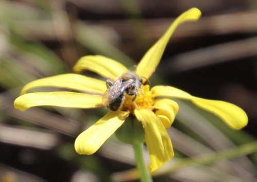 Image of Othonna pinnata by (c) Tony Rebelo, some rights reserved (CC BY-SA)