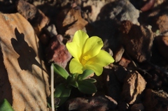 Moraea galaxia
