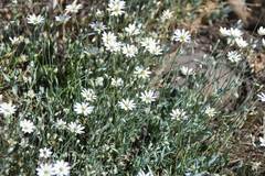 Stellaria fischeriana