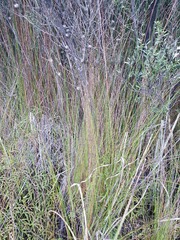 Netrostylis capillaris