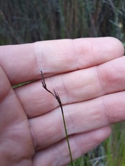 Netrostylis capillaris