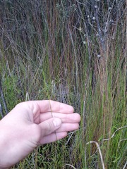 Netrostylis capillaris