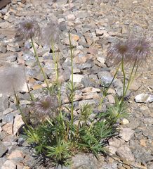 Pulsatilla dahurica