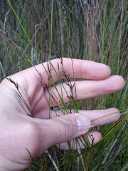 Netrostylis capillaris