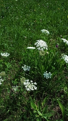 Daucus carota