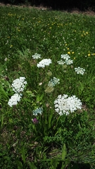 Daucus carota