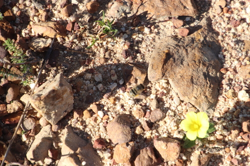 Image of Moraea galaxia by (c) Tony Rebelo, some rights reserved (CC BY-SA)