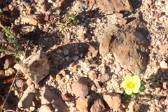 Moraea galaxia