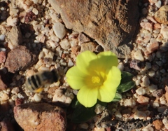 Moraea galaxia