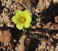 Moraea galaxia