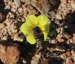 Moraea galaxia