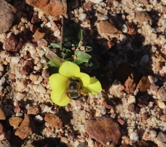 Moraea galaxia